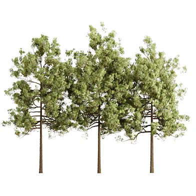 Pine Trees Vol 361