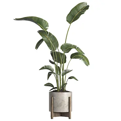 Indoor plant 076