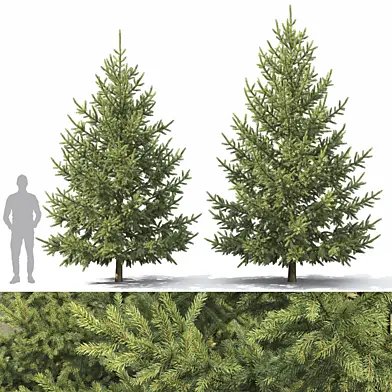 Picea abies