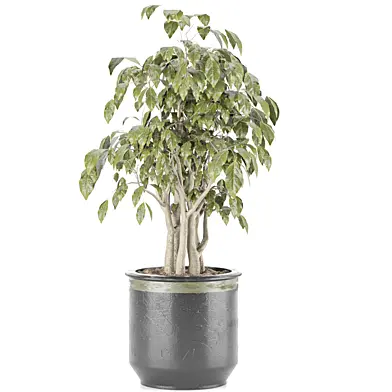 Indoor plant 065