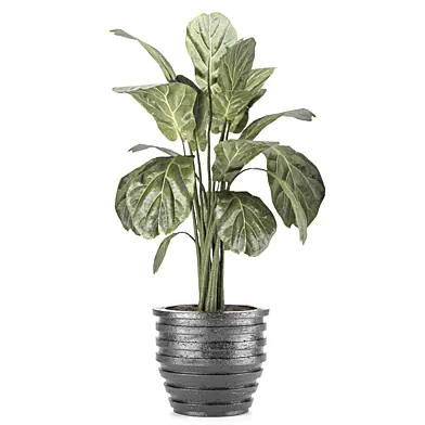 Indoor plant 066