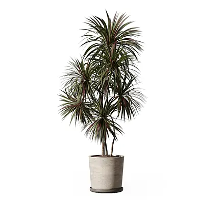 Indoor Tall Plants Dracaena In Pot 454