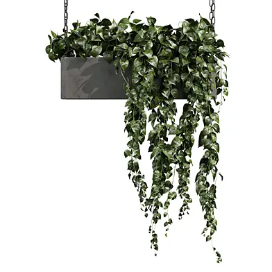 plant vol 990 - ampelous - hanging - pothos