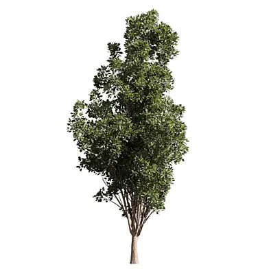 plant vol 991 - Populus - Tremuloides - Tree