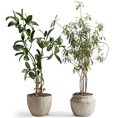 ficus and song of india plants in pot
