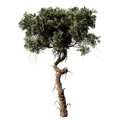 tree vol 59