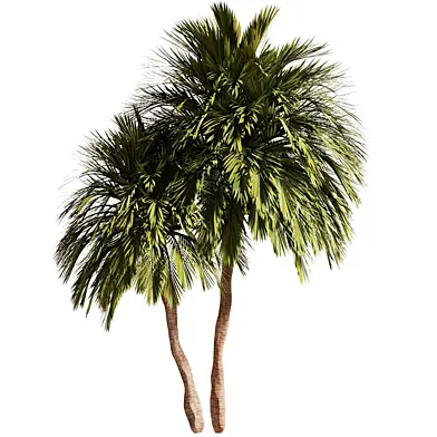 Tree Set47