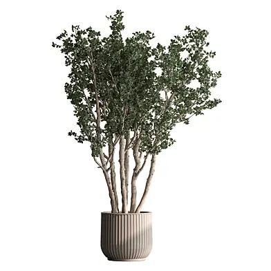 Indoor Plant 971 - Polyscias Tree