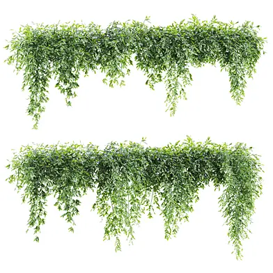 Ivy Plants 44