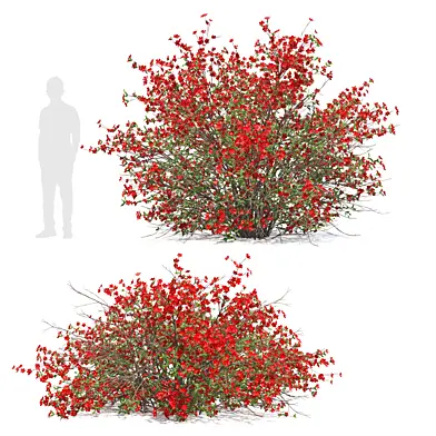 Flowering quince