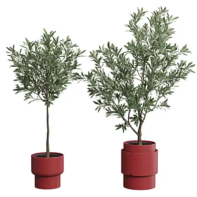 Olea Europaea - Olive Tree Pack 02