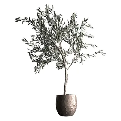 Indoor Plant 974 - Olive Tree
