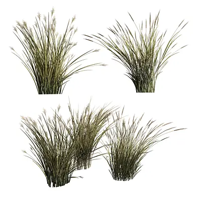 Switch and Wheat Grass Set 48