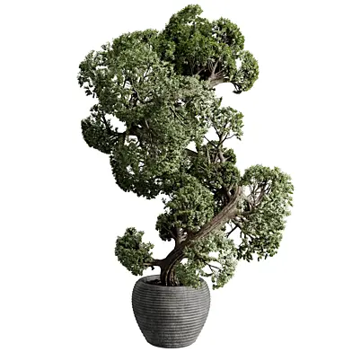 Tree Plant in a Concrete Pot - Indoor Plant set 786
