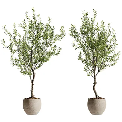 Indoor Bonsai Plant 138