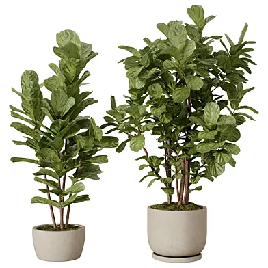 Ficus Lyrata Plant Set Vol 03
