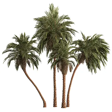 Four Variation Palm - Tree Set 465