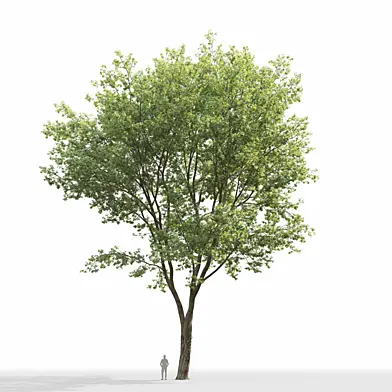 Acer Saccharinum