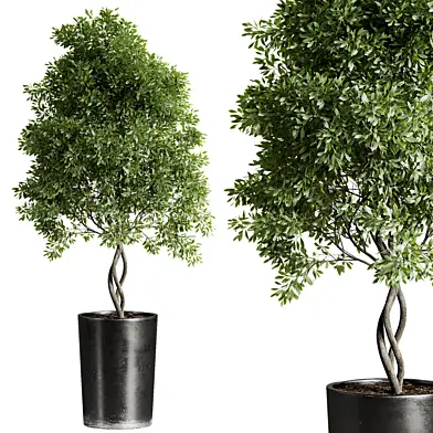 Outdoor Plants 46