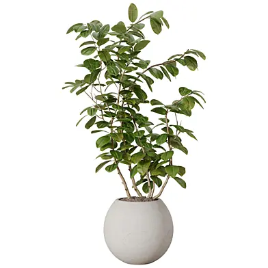 Ficus Plant Vol 08