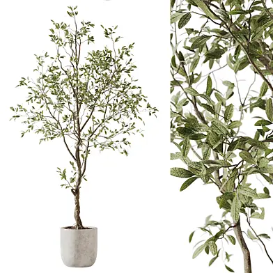 Indoor plants, Plant in pot