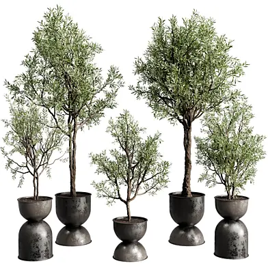 Tree Plant in a Dirty Concrete Pot - Indoor Plant Set 795