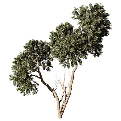 tree vol 62