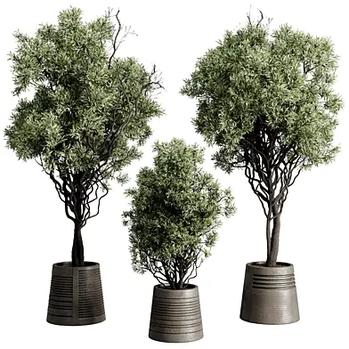 Tree Plant in a Concrete Pot - Outdoor Plants set 263