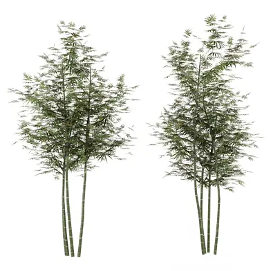 Outdoor Plants Two Bamboo Tree_Set 4474