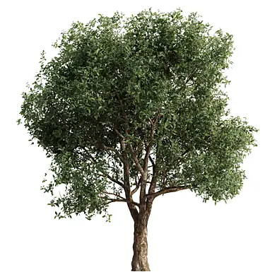 Evergreen Oak Tree Vol 01