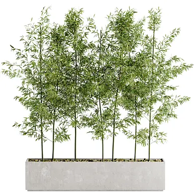 Indoor Bamboo Bonsai 177