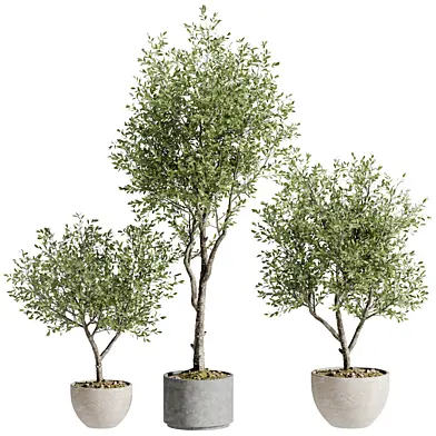 Indoor Bonsai Plant 179