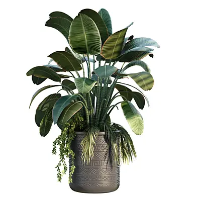 Indoor plant 1043