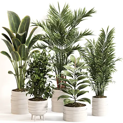 Indoor Plant Set 0171