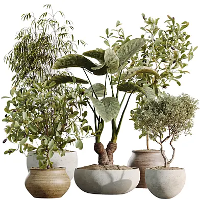 AV Indoor Plants Set 537 Cunjevoi Alocasia and Olive and Briful Pachira and Ficus Marginata