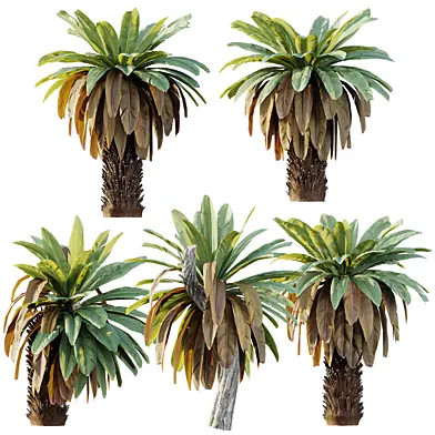 AV Plant Neottopteris Nidus 6 Palm Tree 02
