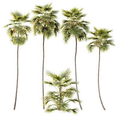 AV Plant Saribus Rotundifolius Palm Tree 01