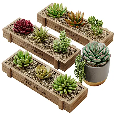Succulent Plants Ceramic Wooden Pots 005