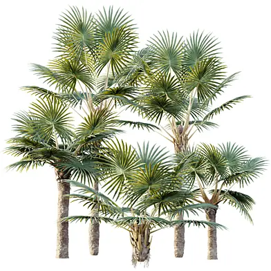 AV Plant Bismarckia Nobilisi Palm Tree 02