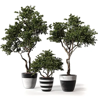 Indoor Plants Tree Shrub Bonsai 512