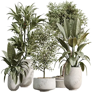 AV Indoor Plants Set 548 Ficus Elastica and Ficus Microcarpa Bonsai and Olive Eucalyptus and Lemon Dragon