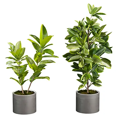plant vol 1088 - indoor - rubber - ficus