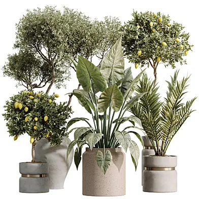 AV Indoor Plants Set 551 Fruit Lemon Chemlali Olive Alocasia Elefantenohr Cyara