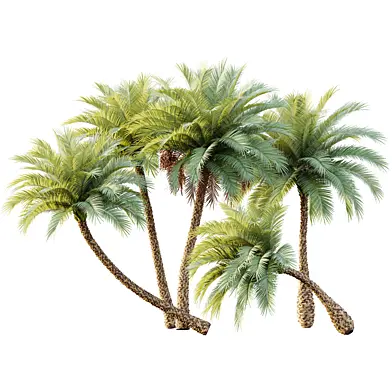 AV Plant Phoenix Sylvestris Palm Tree 03