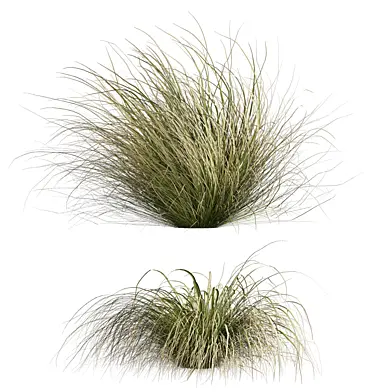 plant vol 1098 - Carex - Comans - grass