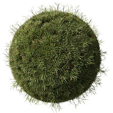 Grass