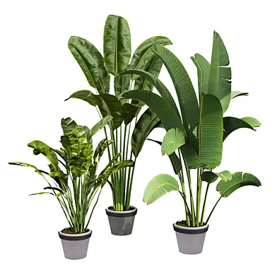 plant vol 1123 - banana - leaf - pot