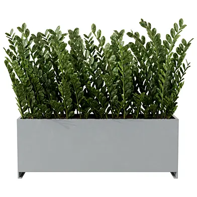 ZZ Plant in Rectangular Planter