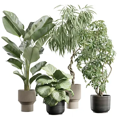 Indoor Plants Pack 112