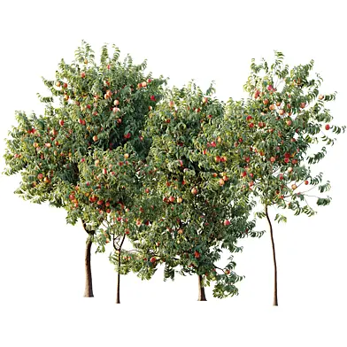 AV Plant Amygdalus Persica Peach Fruit Tree 02